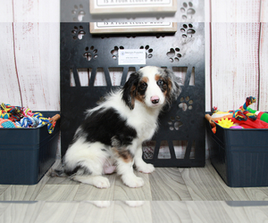 Aussie-Poo-Aussiedoodle Miniature Mix Puppy for sale in MARIETTA, GA, USA
