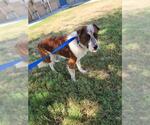 Small #1 English Springer Spaniel Mix