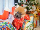 Small Photo #4 Pomeranian Puppy For Sale in HAMMOND, IN, USA