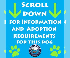 Maltipoo Dogs for adoption in Arcadia, FL, USA