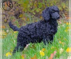 Poodle (Standard) Puppy for sale in NORTH ADAMS, MI, USA