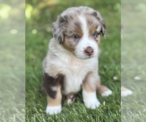 Australian Shepherd Puppy for sale in ROCK STREAM, NY, USA