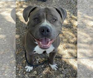 American Bulldog-Staffordshire Bull Terrier Mix Dogs for adoption in Santa Barbara, CA, USA