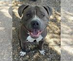 Small American Bulldog-Staffordshire Bull Terrier Mix