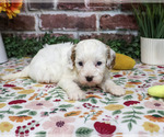 April - Female Cavapoo (Miniature) Puppy for Sale - Photo #2
