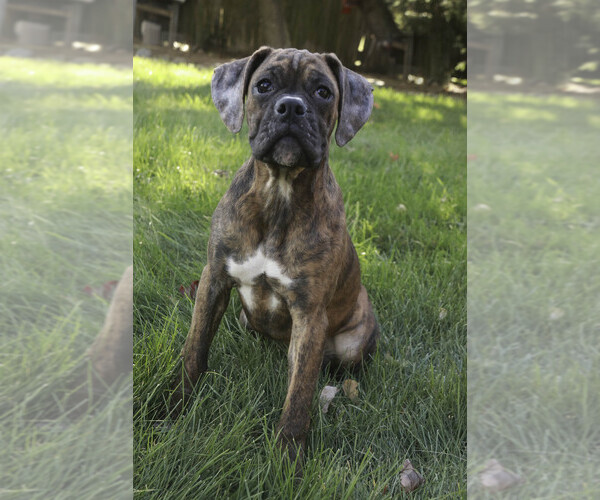 Medium Photo #10 Boxer Puppy For Sale in SHIPSHEWANA, IN, USA