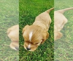 Small Photo #7 Cavalier King Charles Spaniel Puppy For Sale in BELVIDERE, IL, USA