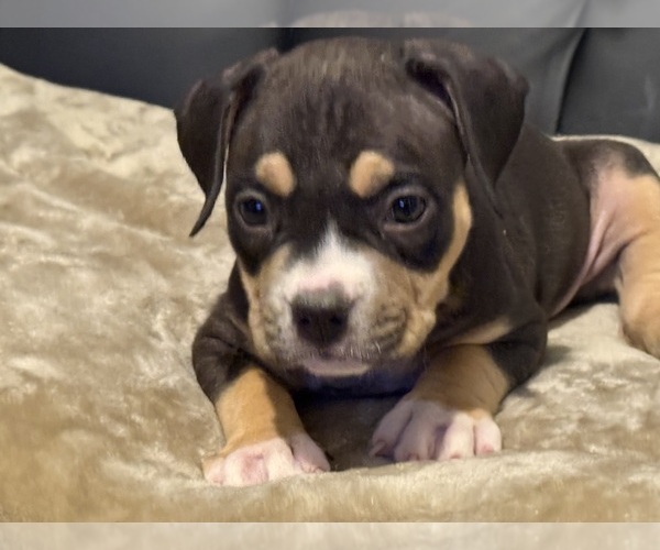 Medium Photo #10 American Bully Puppy For Sale in BOLIVAR, MO, USA
