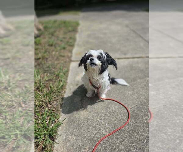 Medium Photo #11 Shih Tzu-Unknown Mix Puppy For Sale in New York, NY, USA