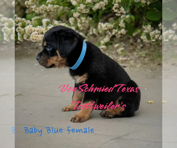 Medium Photo #2 Rottweiler Puppy For Sale in SOUR LAKE, TX, USA