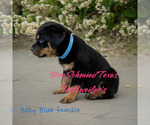 Small Photo #2 Rottweiler Puppy For Sale in SOUR LAKE, TX, USA