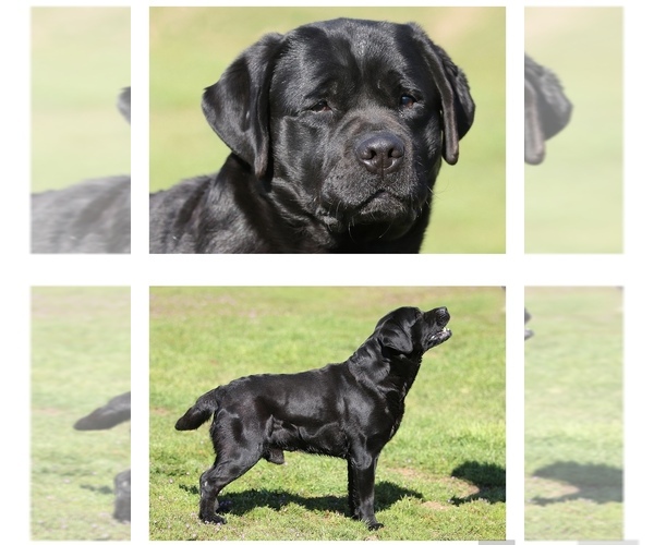 Medium Photo #1 Labrador Retriever Puppy For Sale in TEHACHAPI, CA, USA