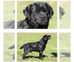 Father of the Labrador Retriever puppies born on 03/30/2025