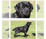 Small Photo #1 Labrador Retriever Puppy For Sale in TEHACHAPI, CA, USA