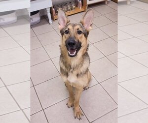 German Shepherd Dog Dogs for adoption in McDonough, GA, USA