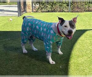 Mutt Dogs for adoption in Orange, CA, USA