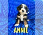 Small #2 Bernedoodle (Miniature)