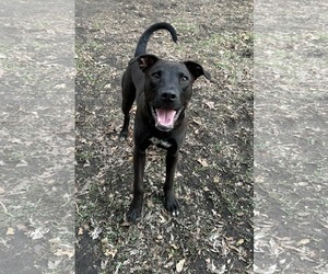 American Pit Bull Terrier-Unknown Mix Dogs for adoption in Minneapolis, MN, USA