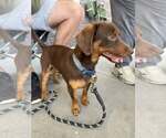 Small Dachshund Mix