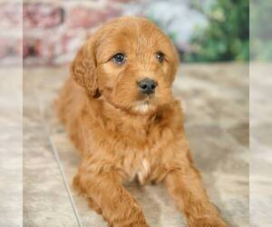 Goldendoodle-Poodle (Standard) Mix Puppy for sale in DALTON, OH, USA