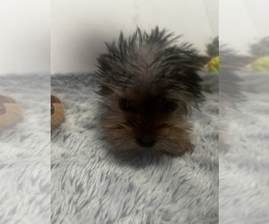 Yorkshire Terrier Puppy for sale in MARTIN, GA, USA