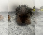 Image preview for Ad Listing. Nickname: Izzy