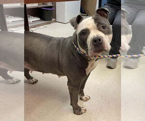 American Bulldog-Unknown Mix Dogs for adoption in Princeton, MN, USA