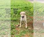 Small #2 Labrador Retriever Mix