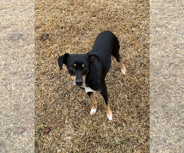Medium Photo #2 Miniature Pinscher-Unknown Mix Puppy For Sale in Holly Springs, NC, USA