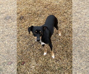 Maddox - Male Miniature Pinscher-Unknown Mix Dog for Adoption - Photo #2