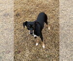 Small #1 Miniature Pinscher Mix