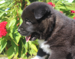 Akita Puppy for sale in FRESNO, OH, USA