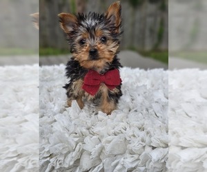 Yorkshire Terrier Puppy for sale in INDIANAPOLIS, IN, USA