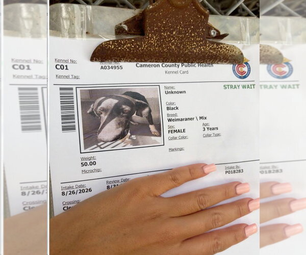 Medium Photo #3 Great Dane Puppy For Sale in Bullard, TX, USA