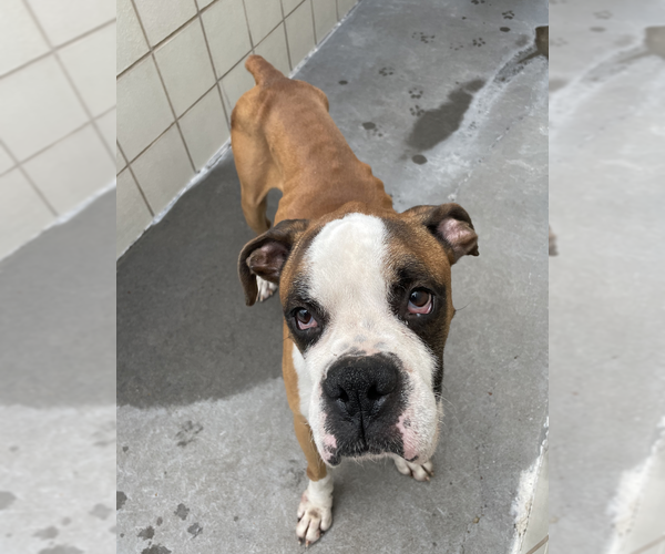 Medium Photo #2 Boxer Puppy For Sale in  Katy, TX, USA