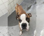 Small #1 Boxer