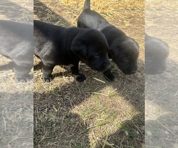 Medium Photo #9 Labrador Retriever Puppy For Sale in GOODHUE, MN, USA