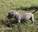 Small Photo #3 American Bully Puppy For Sale in OCALA, FL, USA