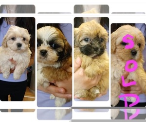 Maltese-Poodle (Toy) Mix Litter for sale in BURLINGTON, MA, USA