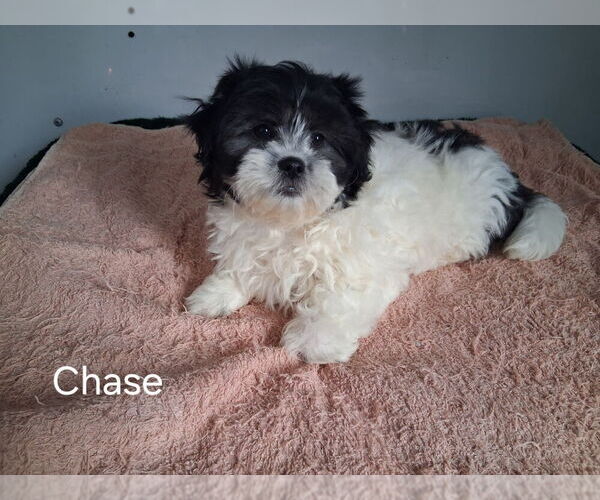 Medium Photo #1 Zuchon Puppy For Sale in MOUNT PLEASANT, MI, USA