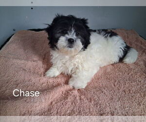 Zuchon Puppy for sale in MOUNT PLEASANT, MI, USA