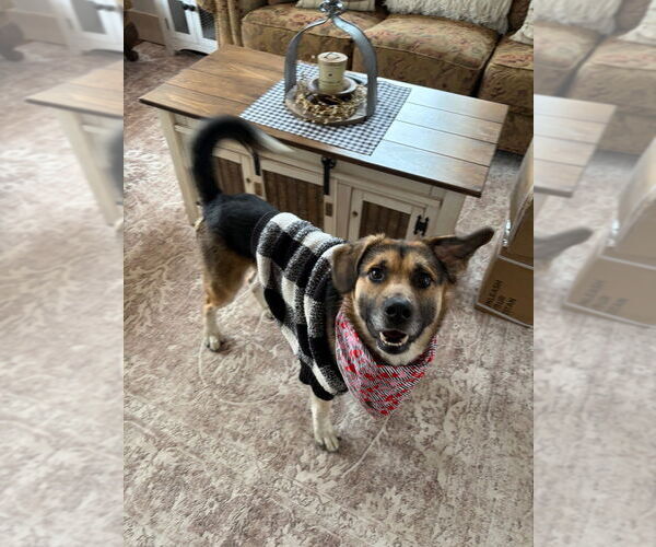 Medium Photo #10 Gerberian Shepsky Puppy For Sale in Gloversville, NY, USA