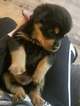 Small Photo #3 Rottweiler Puppy For Sale in INDEPENDENCE, MO, USA
