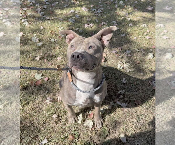 Medium Photo #2 American Staffordshire Terrier-Unknown Mix Puppy For Sale in Perth Amboy, NJ, USA