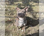 Small #1 American Staffordshire Terrier Mix