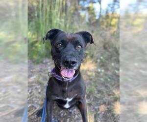 American Pit Bull Terrier-Unknown Mix Dogs for adoption in McKinleyville, CA, USA