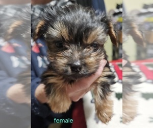 Yorkshire Terrier Puppy for sale in CONKLIN, NY, USA