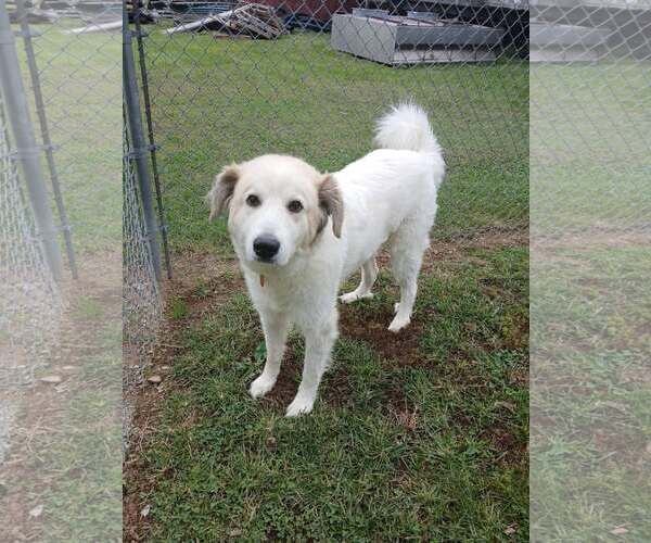 Medium Photo #1 Great Pyrenees Puppy For Sale in Martinsburg, WV, USA