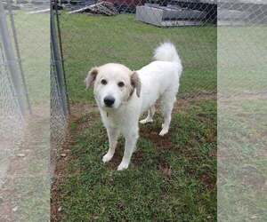 Great Pyrenees Dogs for adoption in Martinsburg, WV, USA
