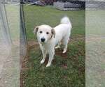 Lucy - Female Great Pyrenees Dog for Adoption - Small photo
